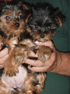 Female and male gorgeous Yorkie puppies remaining for re-homing