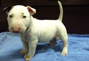 Cute Bull Terrier puppies*Alabama*