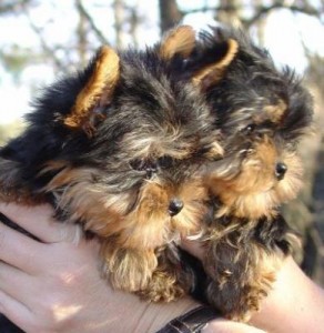 Beautiful Teacup Yorkie Puppies