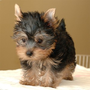 Yorkshire Terrier puppies available for good homes