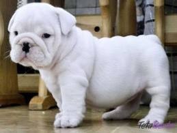 Top quality English bulldog puppies for adoption