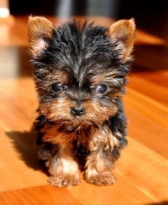 *** Adorable Teacup Yorkie Puppies Ready For FREE Adoption*** We Ship Or Pick Up At Our Home***