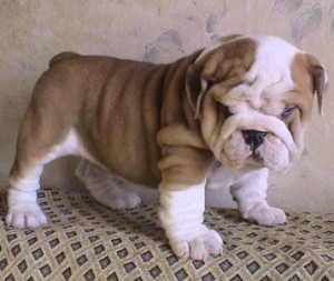 Great Quality AKC English Bulldog (Champion Bloodlines)