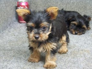 Adorable Yorkie puppies ready for adoption