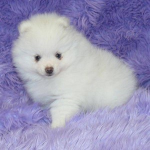 Adorable pommeranian Puppies available