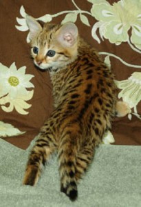 Magnificent F1 Savannah Kittens For Re-homing