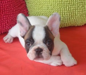 Extra Charming Male And Female English Bulldog Puppies For Rehoming