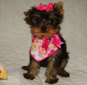 cute and adorable Yorkie puppy for a good home.