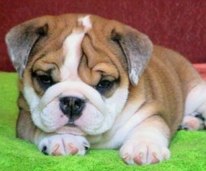 Champion Bloodline English Bulldog Puppies For Adoption