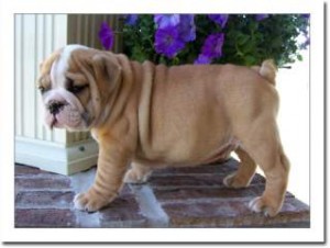 Extremely Cute Teacup English Bulldog Puppies Available For Adoption