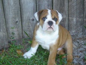 Cute Male and Female English bulldog for Adoption