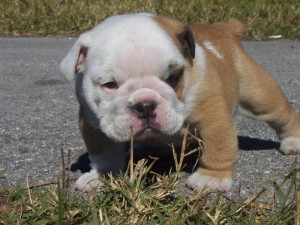 Amazing English Bulldog Puppies With Champion Lines