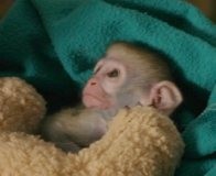 Lovely baby capuchin monkeys for adoption