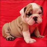 GORGEOUS AND ADORABLE ENGLISH BULLDOG PUPPIES FOR FREE ADOPTION