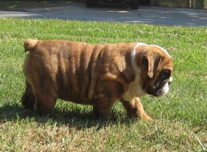 English Bulldog puppies, 12 weeks old. Extremely beautiful girls and boys