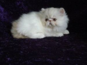 PERSIAN KITTENS