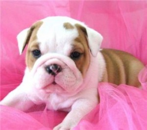 English bulldog puppies