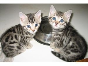 Extra Charming Lovely Male And Female Bengal Kittens For Sale Now Ready To Go Home