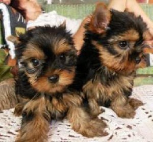 Hi to everyone out there we are ready to give out our male and femake yorkie pups 4 adoption