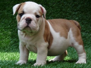 ? ? ENGLISH BULLDOG  PUPPIES FOR FREE ADOPTION? ?