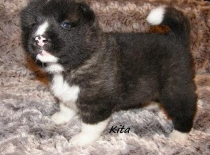 cute akita puppies for sale