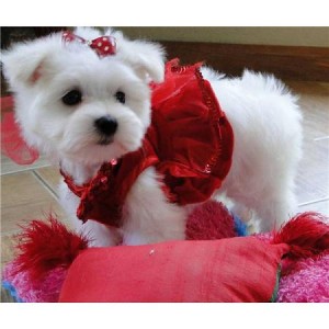 Male and female MALTESE puppies for Adoption