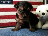 !!!Super Cute Male And Female Yorkie Puppies For Adoption To A Well Coming home!!!