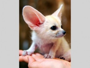 potty and toilet trained fennec foxes kits