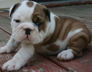 Extremely Cute English Bulldog Puppies Available For Adoption