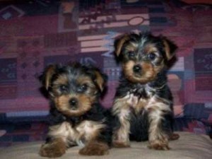 male and female teacup Yorkie puppies for re-homing. if you are interested just contact me for more information????