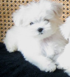 available maltese puppy for new home