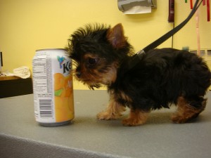 AKC Micro Male and Female Teacup Yorkie puppies Available