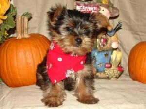 super cute yorkie puppies for adoption