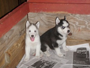 Super Cute Siberian Husky puppies, 12 weeks old. Extremely beautiful girls and boys