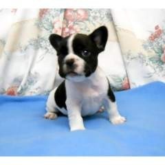 french bulldog puppies for sale