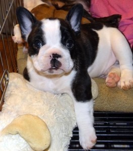 french bulldog puppies for sale