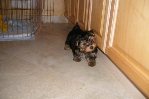 affectionate male and female teacup yorkie puppies for (free) adoption