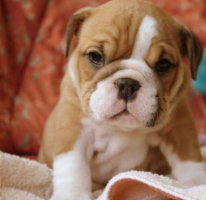 ENGLISH BULLDOG PUPPIES FOR SALE