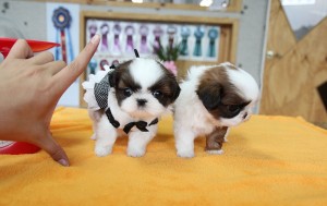 Micro Teacup Male and female Shih Tzu puppies Available