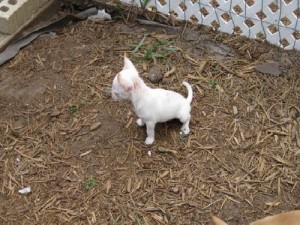 lovely chihuahua puppies