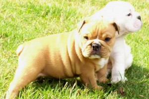 AKC English Bulldog Puppies For caring home now?