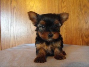 Yorkshire Terriers for adoption