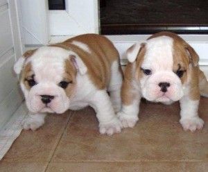 FOUR Home Trained Male And Female English Bulldog Puppies For Sale Now Ready To Go Home.