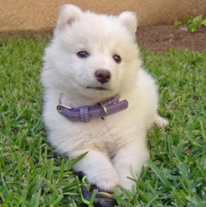 Gift Samoyed puppies for adoption