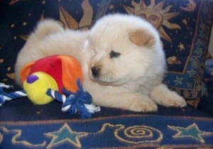 Cute chow chow puppies