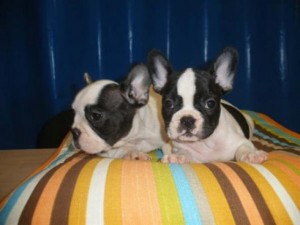 Buy great litter of french bulldog