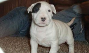 Bull terrier puppies