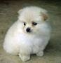 Adorable Pomeranian Puppies available