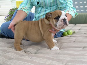 Precious English Bulldog Puppies For FREE Adoption Now