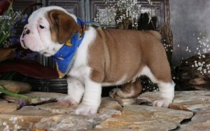 Male and 2 Female English bulldog puppies